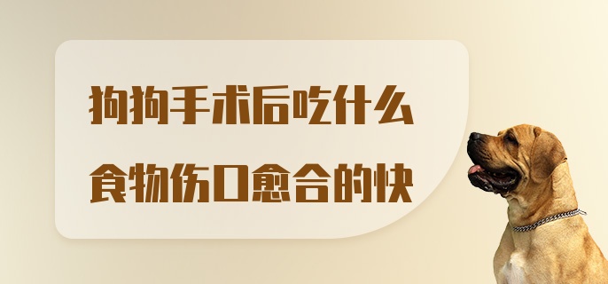 狗狗手术后吃什么食物伤口愈合的快