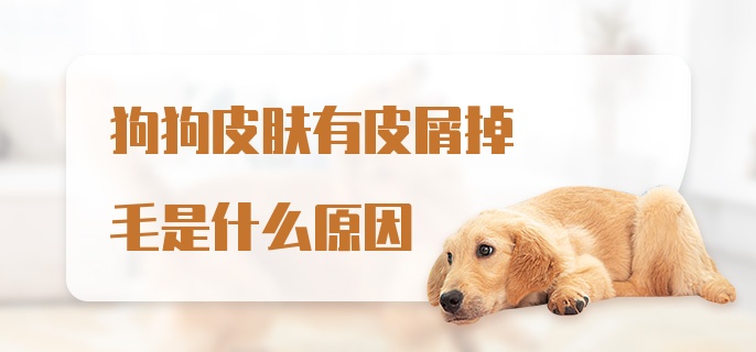 狗狗皮肤有皮屑掉毛是什么原因