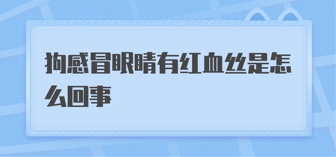 狗感冒眼睛有红血丝是怎么回事