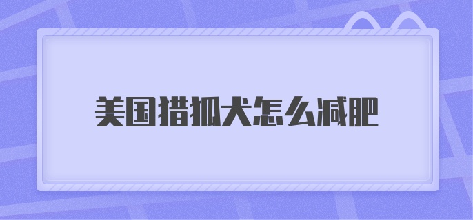 美国猎狐犬怎么减肥