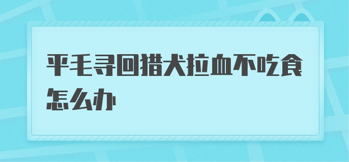 平毛寻回猎犬拉血不吃食怎么办