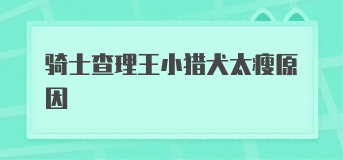 骑士查理王小猎犬太瘦原因