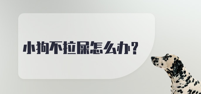 小狗不拉屎怎么办？