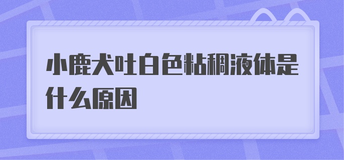 小鹿犬吐白色粘稠液体是什么原因