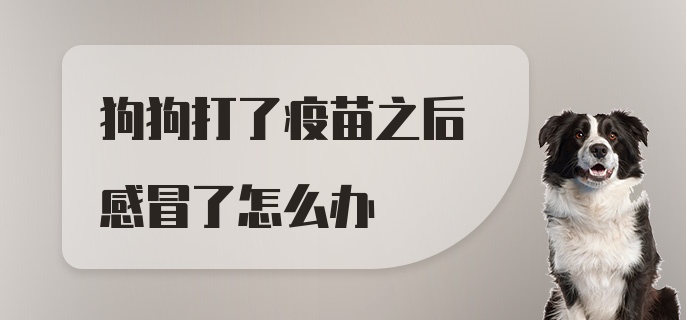 狗狗打了疫苗之后感冒了怎么办