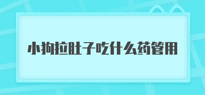 小狗拉肚子吃什么药管用