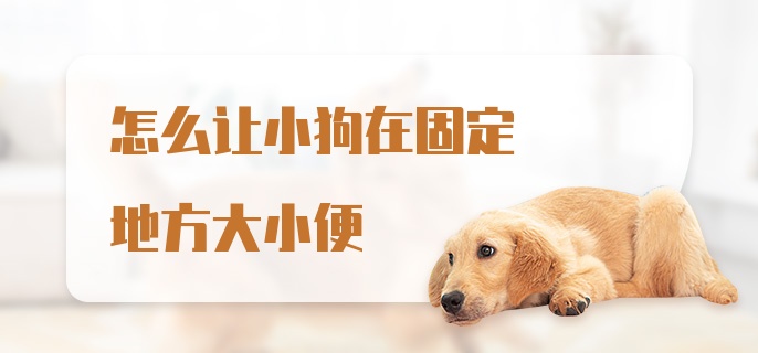 怎么让小狗在固定地方大小便