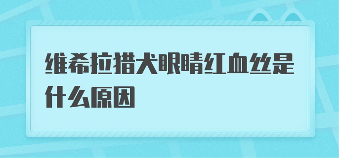 维希拉猎犬眼睛红血丝是什么原因