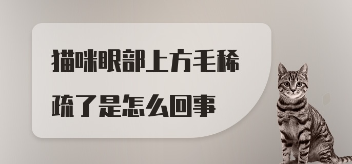 猫咪眼部上方毛稀疏了是怎么回事