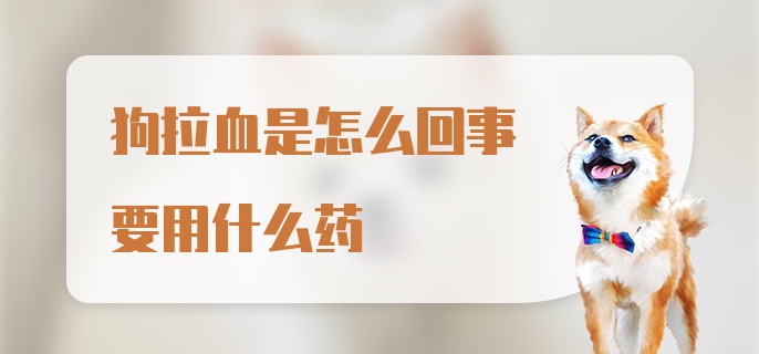 狗拉血是怎么回事要用什么药