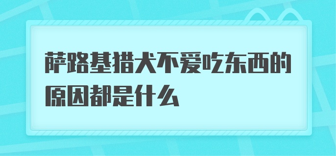 萨路基猎犬不爱吃东西的原因都是什么