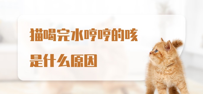 猫喝完水哼哼的咳是什么原因