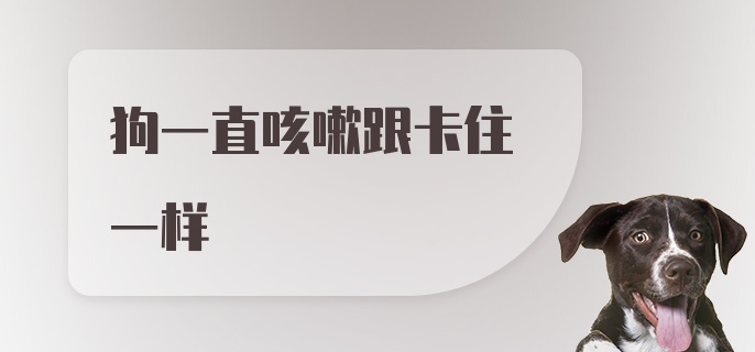 狗一直咳嗽跟卡住一样