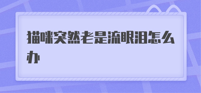 猫咪突然老是流眼泪怎么办