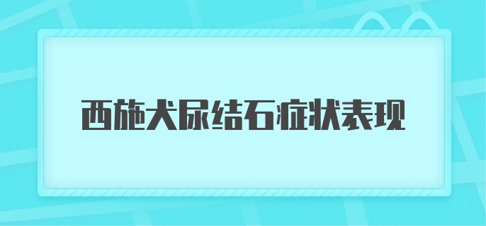 西施犬尿结石症状表现