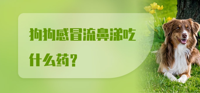 狗狗感冒流鼻涕吃什么药？