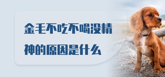 金毛不吃不喝没精神的原因是什么