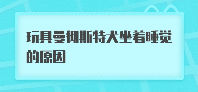 玩具曼彻斯特犬坐着睡觉的原因