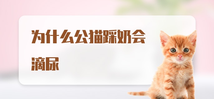 为什么公猫踩奶会滴尿