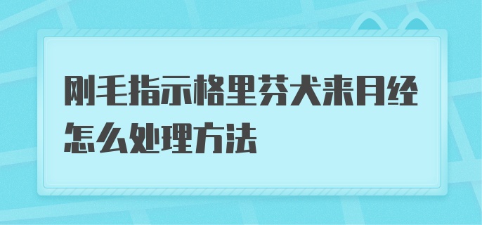 刚毛指示格里芬犬来月经怎么处理方法