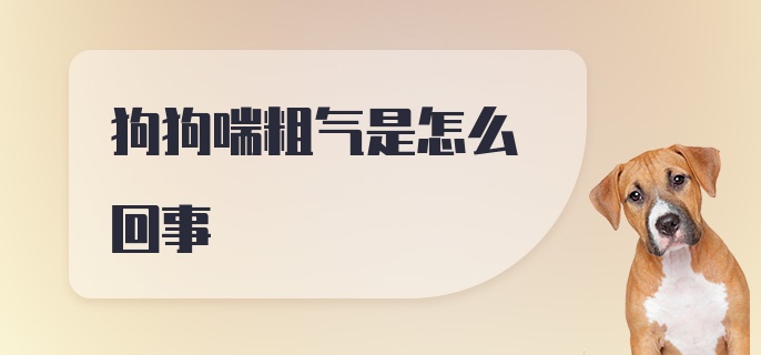 狗狗喘粗气是怎么回事