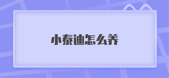 小泰迪怎么养