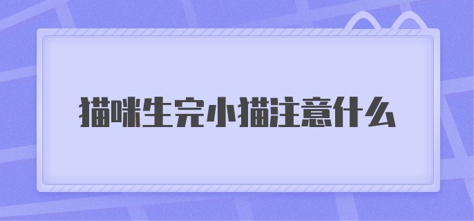 猫咪生完小猫注意什么