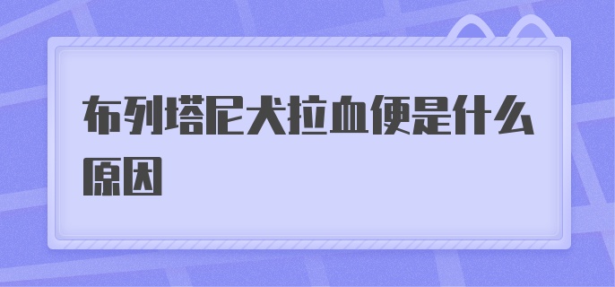 布列塔尼犬拉血便是什么原因