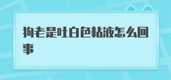 狗老是吐白色粘液怎么回事