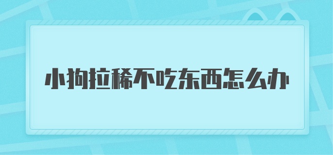 小狗拉稀不吃东西怎么办