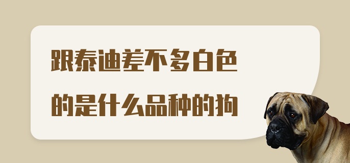 跟泰迪差不多白色的是什么品种的狗