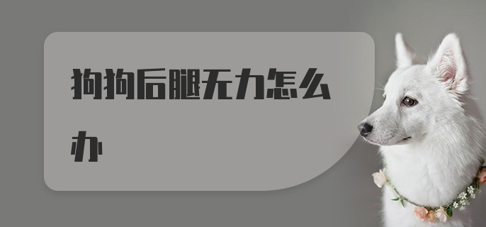 狗狗后腿无力怎么办