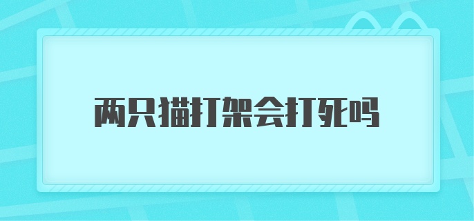 两只猫打架会打死吗