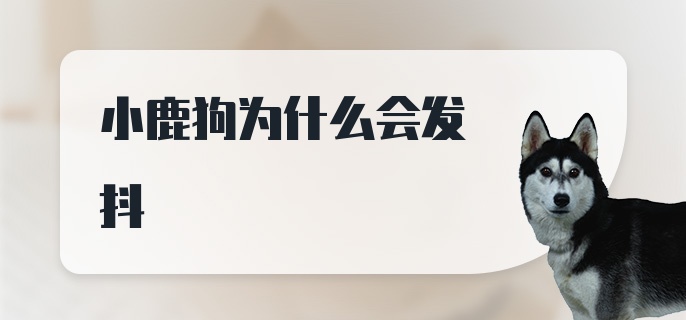 小鹿狗为什么会发抖