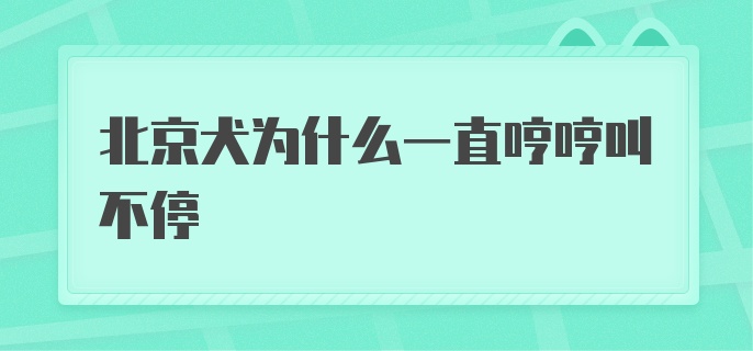 北京犬为什么一直哼哼叫不停