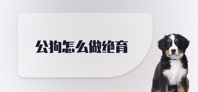 公狗怎么做绝育