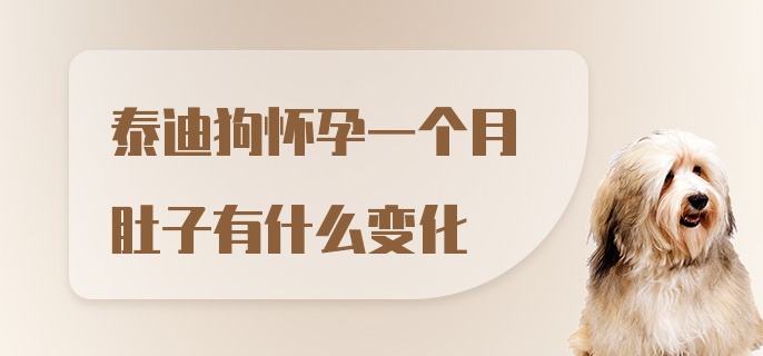 泰迪狗怀孕一个月肚子有什么变化