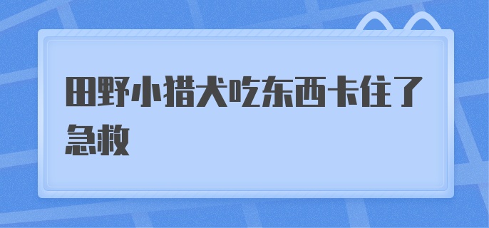 田野小猎犬吃东西卡住了急救