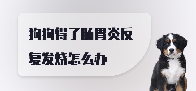 狗狗得了肠胃炎反复发烧怎么办