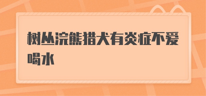 树丛浣熊猎犬有炎症不爱喝水