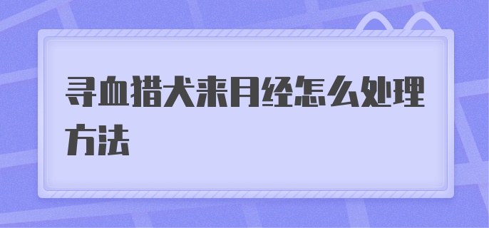 寻血猎犬来月经怎么处理方法