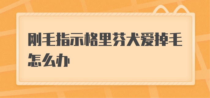 刚毛指示格里芬犬爱掉毛怎么办