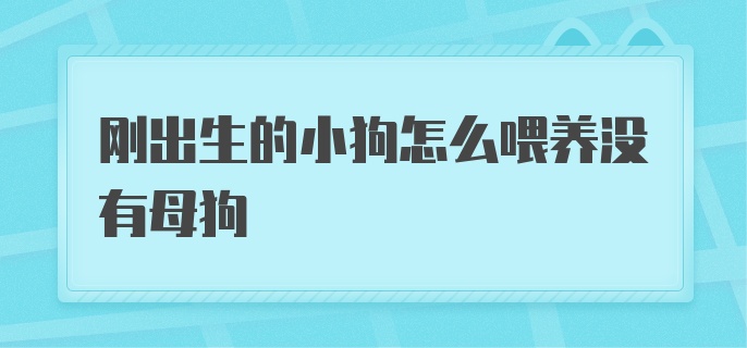 刚出生的小狗怎么喂养没有母狗