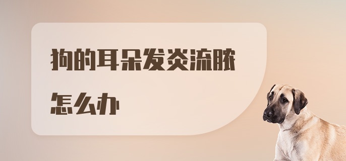 狗的耳朵发炎流脓怎么办