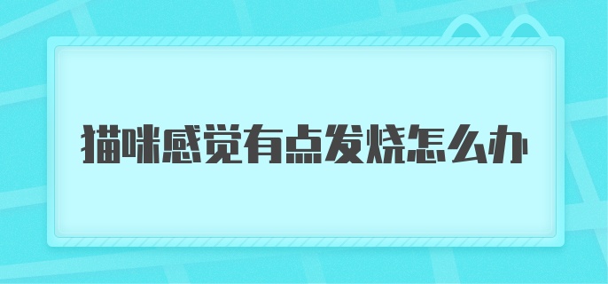 猫咪感觉有点发烧怎么办