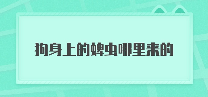 狗身上的蜱虫哪里来的