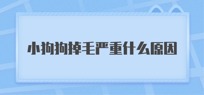 小狗狗掉毛严重什么原因