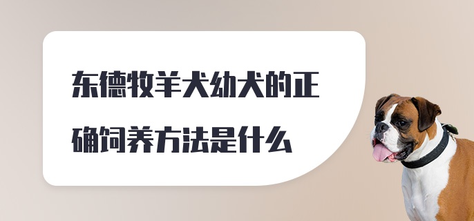 东德牧羊犬幼犬的正确饲养方法是什么