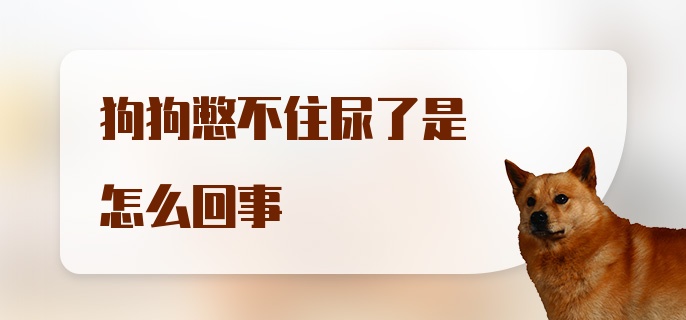 狗狗憋不住尿了是怎么回事