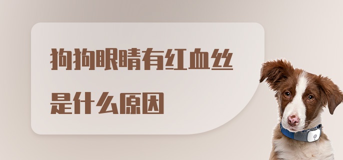 狗狗眼睛有红血丝是什么原因